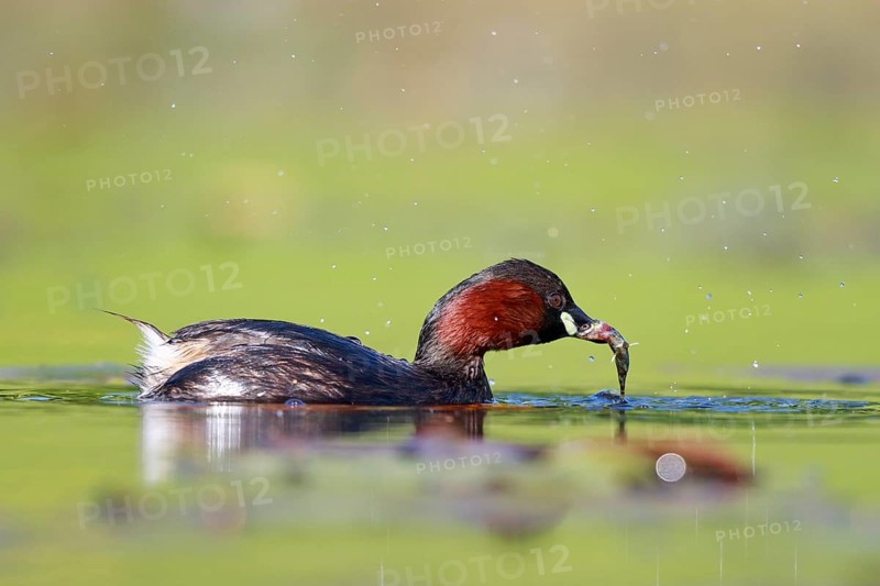 Little Grebe (Tachybaptus ruficollis) with fish prey in beak, North Rhine-Westphalia, Germany