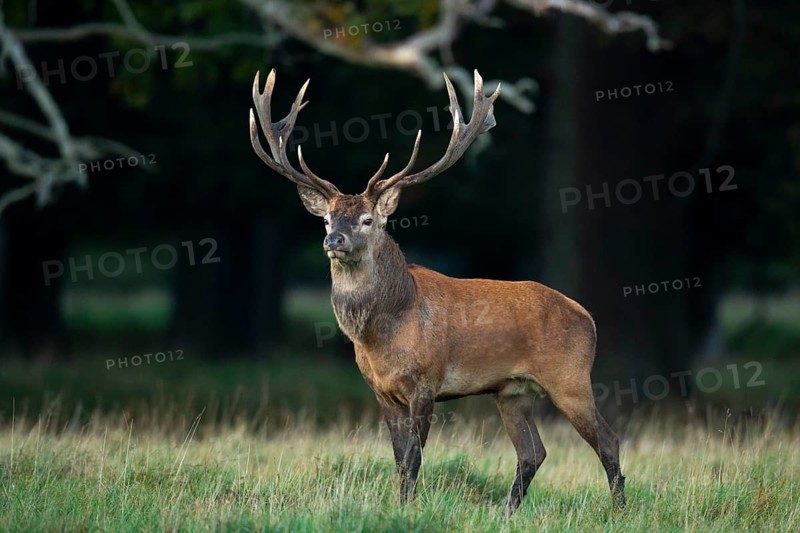 Red deer (Cervus elaphus) with heavy antlers in rut, Klamptenborg, Copenhagen, Denmark
