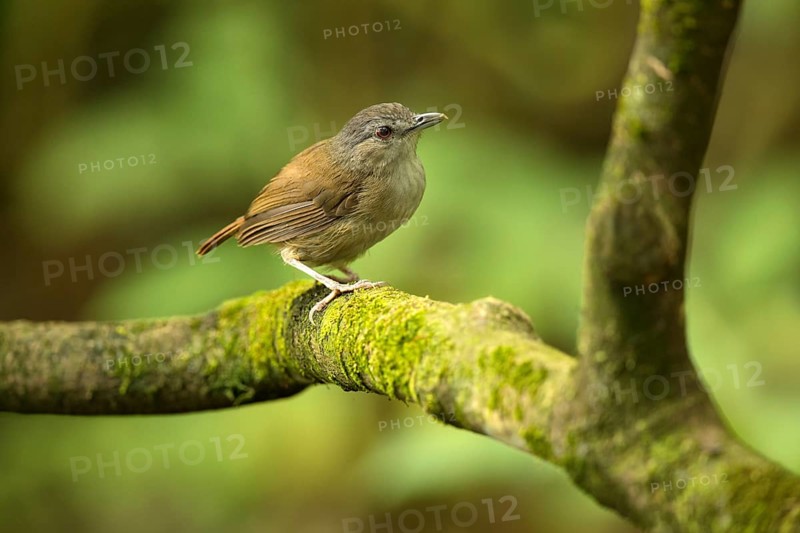 Horsfield's Babbler (Malacocincla sepiaria) perched on mossy trunk, East Java, Indonesia