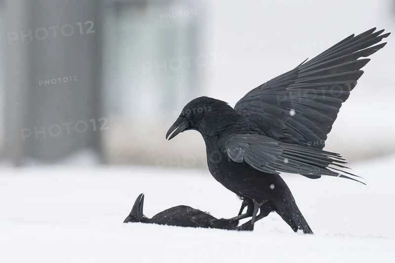 Two fighting crows (Corvus corone) in the snow, Hesse, Germany