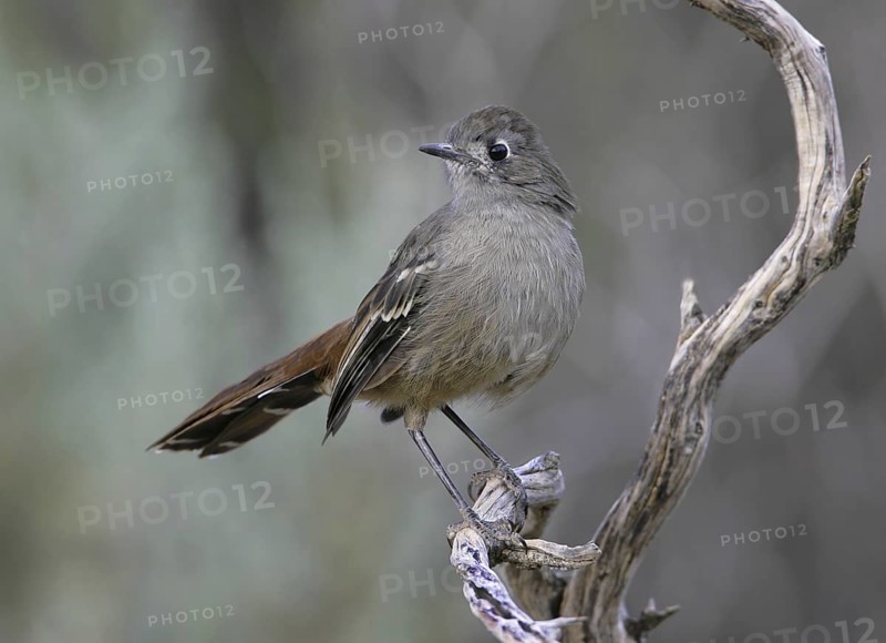 Southern Scrub Robin (Drymodes brunneopygia), South Australia, Australia