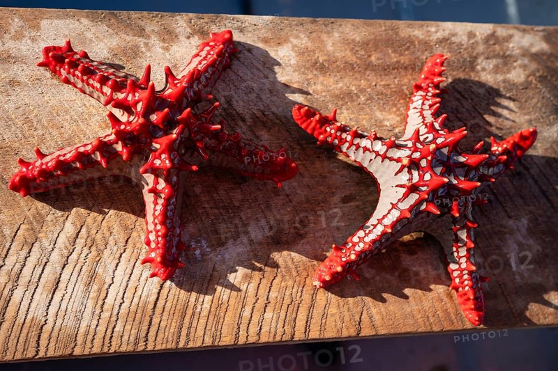 Two vibrant red horned sea stars lying on a weathered wooden surface under bright tropical sunlight in Zanzibar