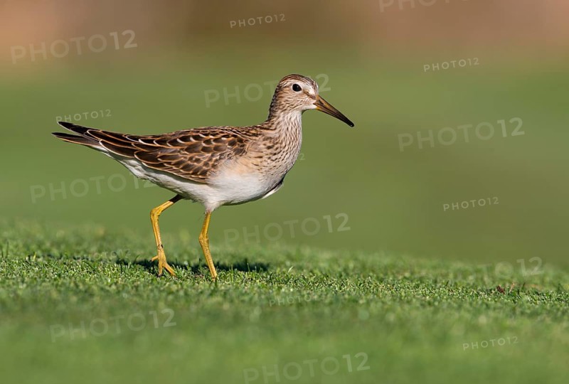Pectoral Sandpiper (Calidris melanotos), British Columbia, Canada