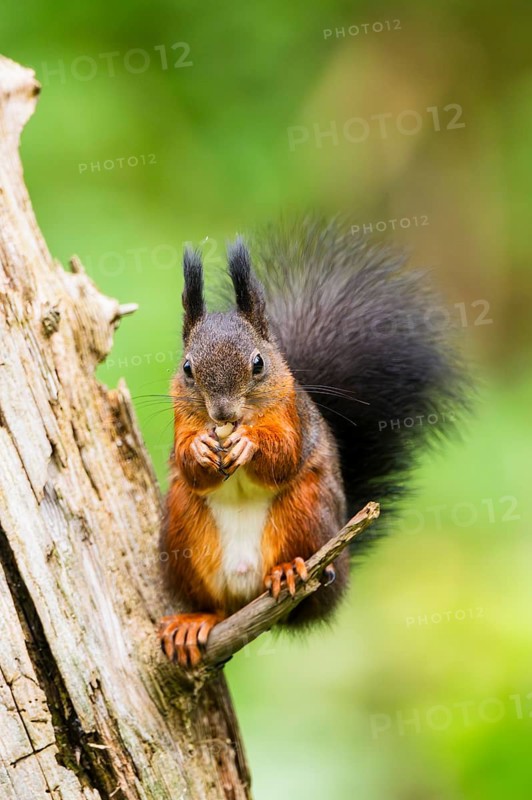 Red squirrel (Sciurus vulgaris) sitting on an old wrotten tree trunk in a forest, Bavaria, Gernany