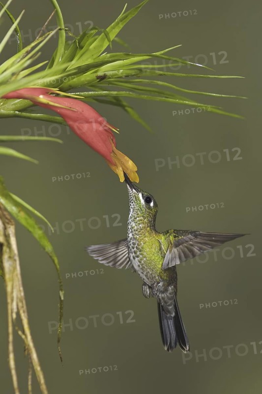 Green-crowned Brilliant (Heliodoxa jacula), Ecuador