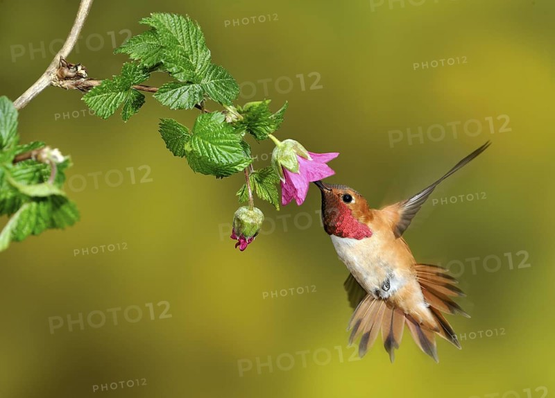 Rufous Hummingbird Male (Selasphorus rufus) - (Selasphorus rufus) - Victoria BC, Canada