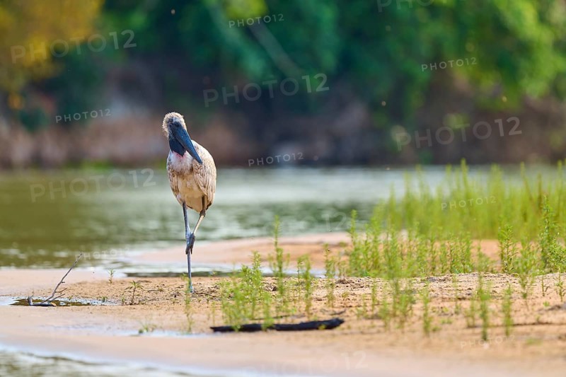 A bird stands on one leg on a sandy riverbank, surrounded by greenery and flowing water, juvenile, Jabiru (Jabiru mycteria), Pantanal, Mato Grosso, Brazil