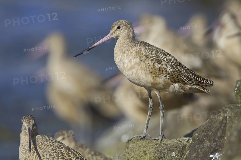 Marbled Godwit (Limosa fedoa), Washington, USA