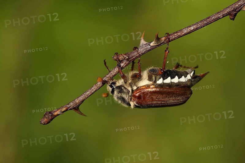 Field cockchafer (Melolontha melolontha) hanging from a branch, upside down, nature photography, Oberrotweil, Vogtsburg, Kaiserstuhl, Breisgau, Baden-Württemberg, Germany