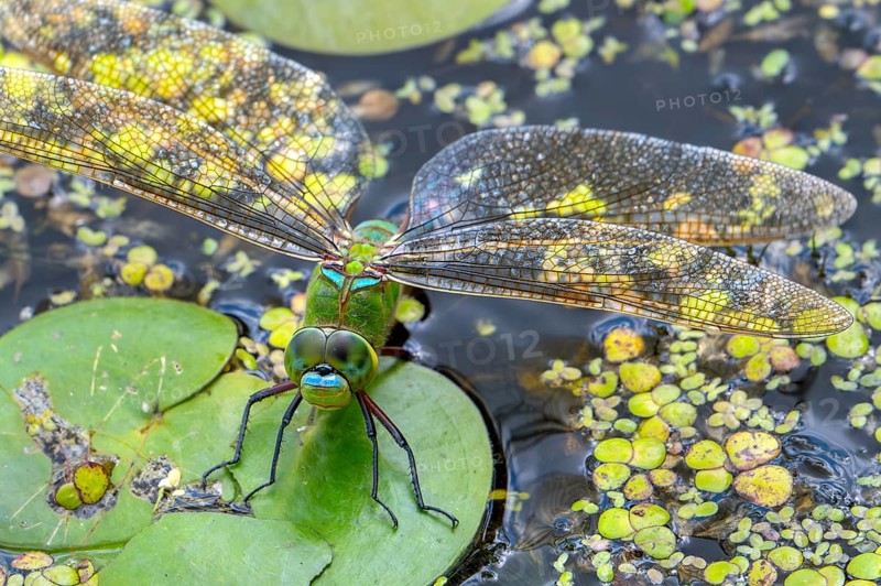 Emperor dragonfly, blue emperor (Anax imperator, Anax formosa) female with blue abdomen laying eggs in water of brook in summer