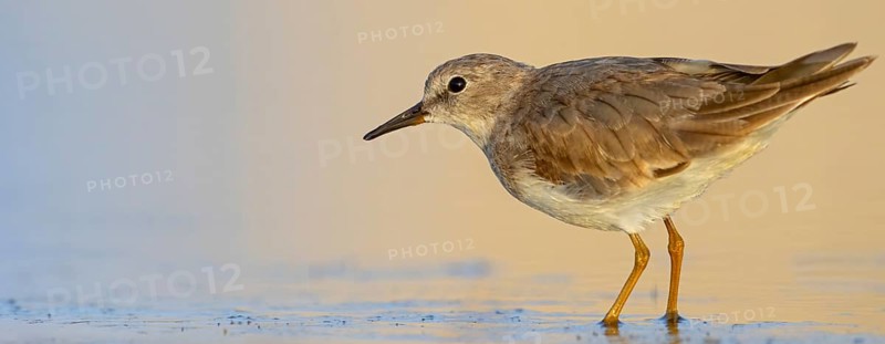 Temminck's Sandpiper, (Calidris temminckii), Animals. birds, limicoles, biotope, habitat, foraging, East Khawr Khawr Ad Dahariz, Salalah, Dhofar, Oman