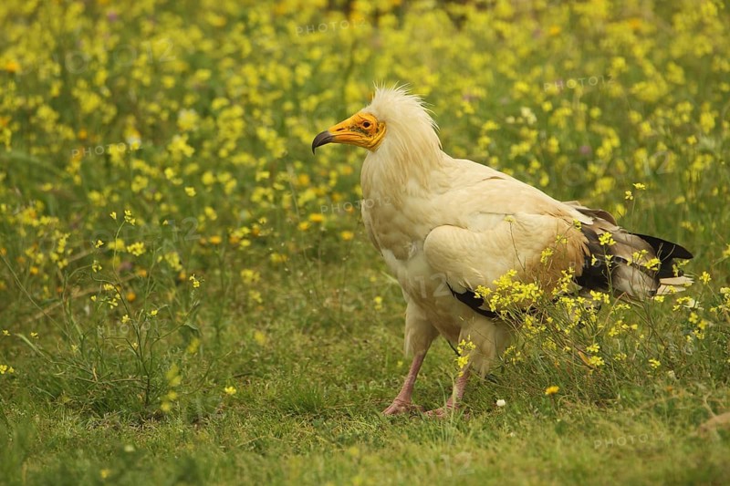 Egyptian Vulture (Neophron percnopterus) in yellow flower meadow, Torrejon el Rubio, Monfragüe, Extremadura, Spain