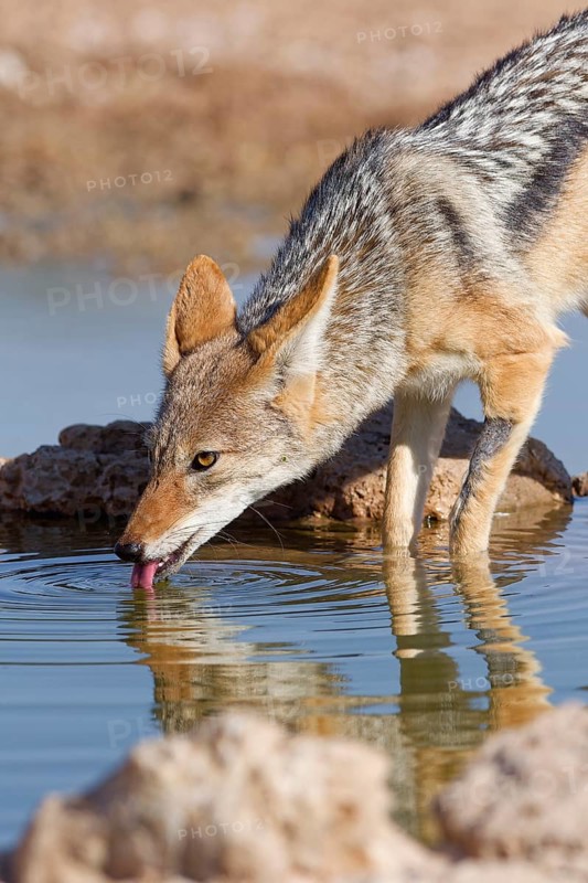 Black-backed jackal (Lupulella mesomelas), adult animal, reflected in the water, drinking at a waterhole, Kgalagadi Transfrontier Park, Northern Cape, South Africa