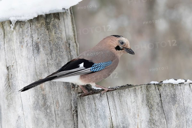 Jay in a park. Krasnodar. Russia