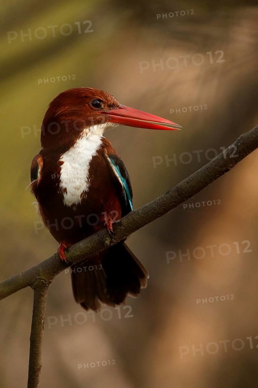 White-throated Kingfisher (Halcyon smyrnensis), Rajasthan, India