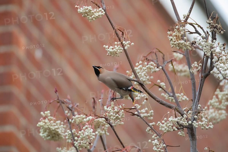 Bohemian waxwing (Bombycilla garrulus) adult bird on a Sorbus tree on a housing estate in winter, Suffolk, England, United Kingdom