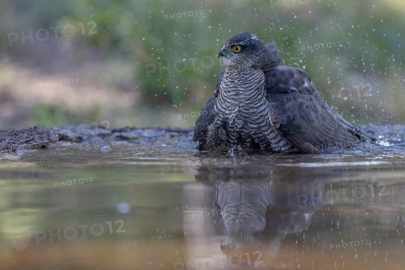 Sparrowhawk (Accipiter nisus), bathing, Catalonia, Spamia