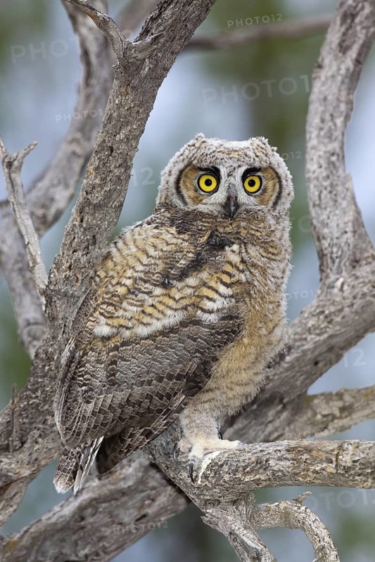 Great Horned Owl Bubo virginianus Tucson, Arizona, United States 1 June Immature Strigidae