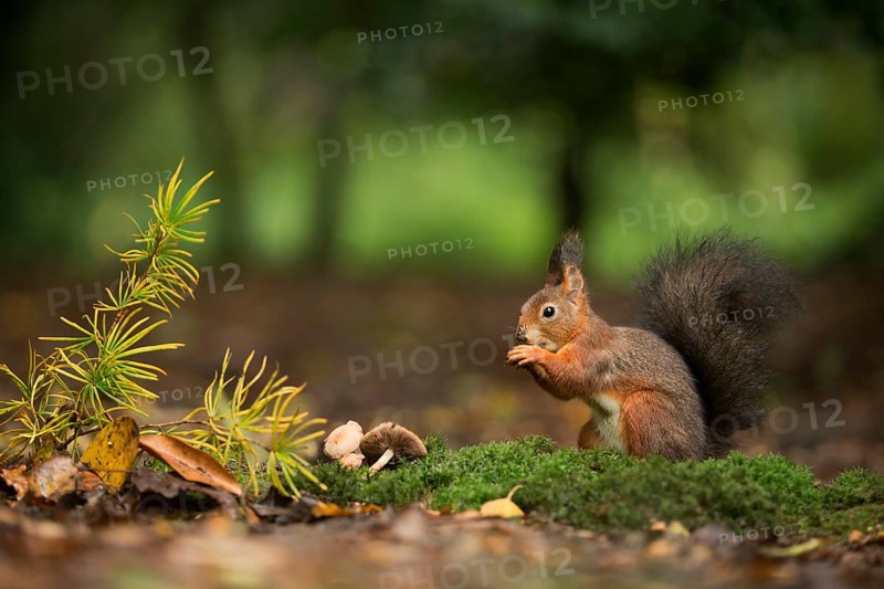 Eurasian Red Squirrel (Sciurus vulgaris) nibbling on hazelnut, Netherlands