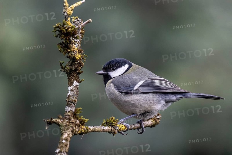 Great Tit (Parus major), Emsland, Lower Saxony, Germany