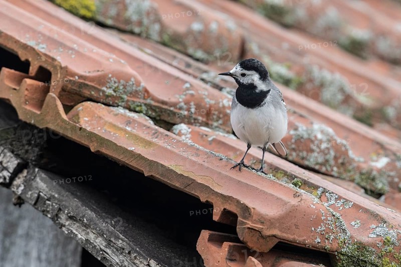 White wagtail (Motacilla alba), Emsland, Lower Saxony, Germany
