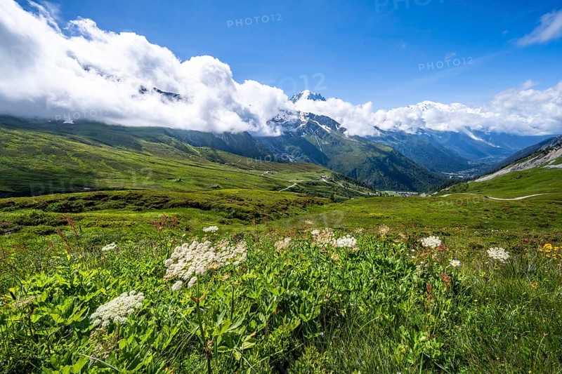 Flower meadow and mountain panorama with glaciated mountain peaks, view of Aiguille du Midi and Mont Blanc peaks, Col de Balme, Chamonix, Haute-Savoie