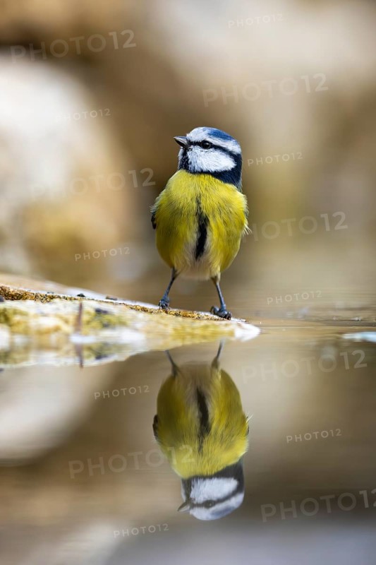 Blue tit (Cyanistes caeruleus), wildlife, bathing in a watering trough, Germany