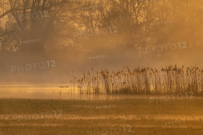 Swamp is visible during a gloomy morning. Golden light illuminates the plants. The landscape shows distant trees and calm water. Muttersholtz, Bas Rhin, Alsace, France