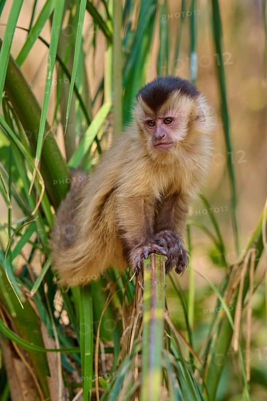 A capuchin monkey sits quietly on a bamboo and observes its surroundings, capuchin monkey (Sapajus apella), Pantanal, Mato Grosso, Brazil