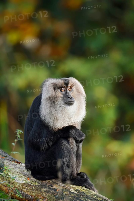 Bearded monkey or Wanderu (Macaca silenus), captive, occurring in India