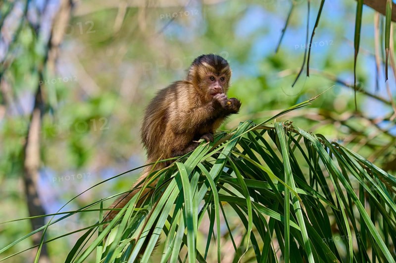 Monkey climbing on a narrow branch between dense green leaves, capuchin monkey (Sapajus apella), Pantanal, Mato Grosso, Brazil