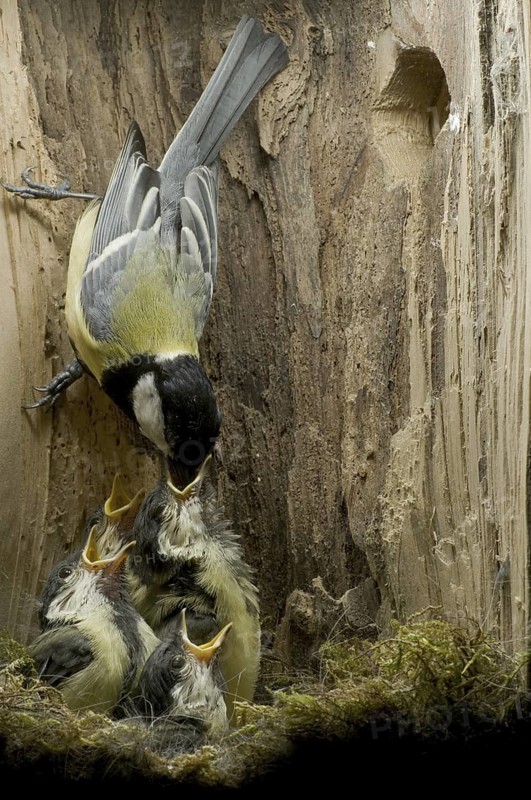 Great Tit (Parus major), Saxony, Germany