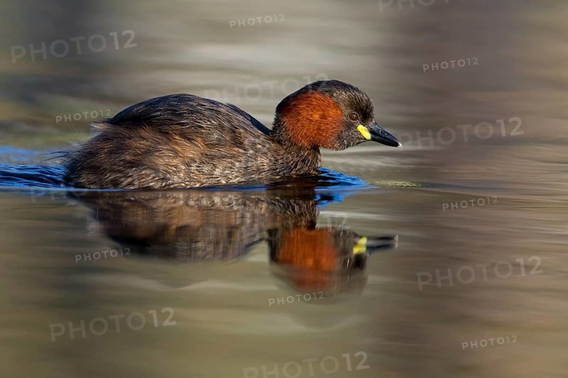 Little grebe, (Tachybaptus ruficollis), (Podiceps ruficollis), animals, birds, grebe family, swims in the water, biotope, habitat, Rosensteinpark, Stuttgart, Baden-Würrttemberg, Federal Republic of Germany