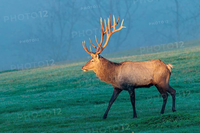 An Altai maral stag (Cervus canadensis sibiricus) crosses a meadow in the first light of day. Its antlers are illuminated by this beautiful warm light and separates them from the foggy blue background