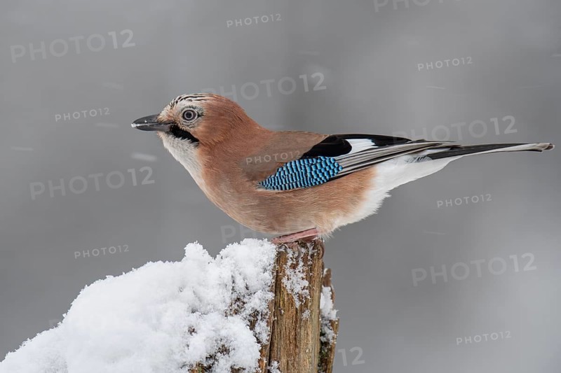 Eurasian jay (garrulus glandarius) in the snow, Neuhaus, Lower Saxony, Germany