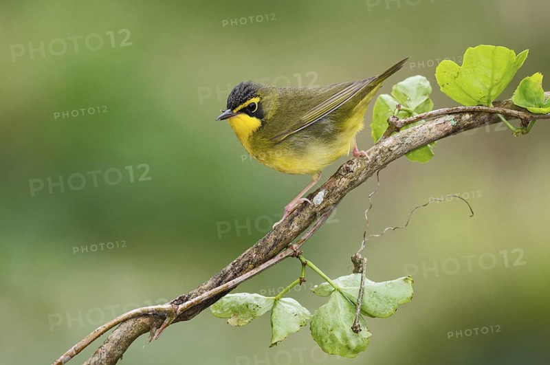 Kentucky Warbler (Geothlypis formosa) male perched on a branch, Texas, USA