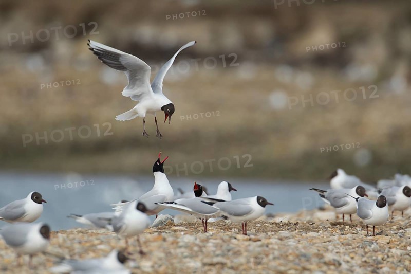 Black headed gull (Larus ridibundus) adult bird in flight mobbing a pair of Mediterranean gulls (Larus melanocephalus), Hampshire, England, United Kingdom
