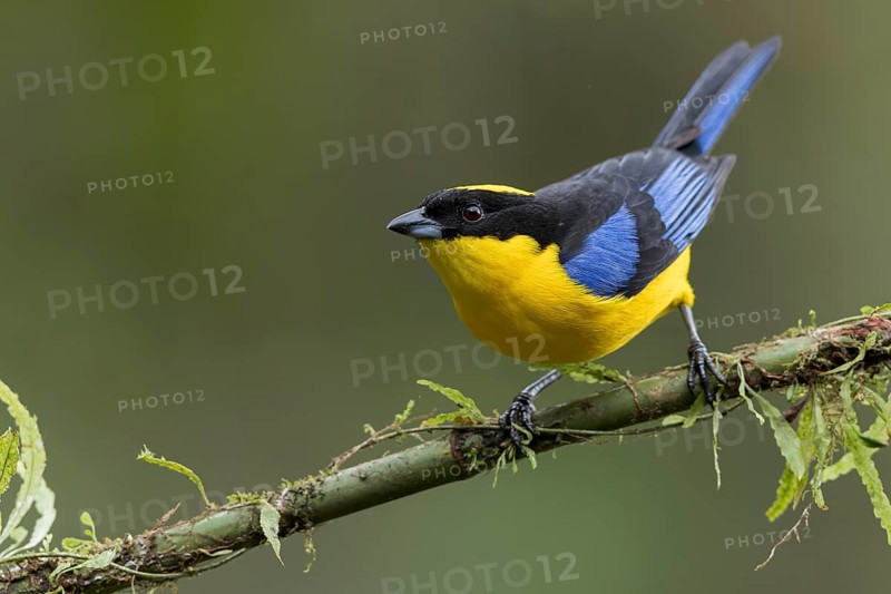 Blue-winged Mountain Tanager (Anisognathus somptuosus) perched on a branch in Colombia, South America