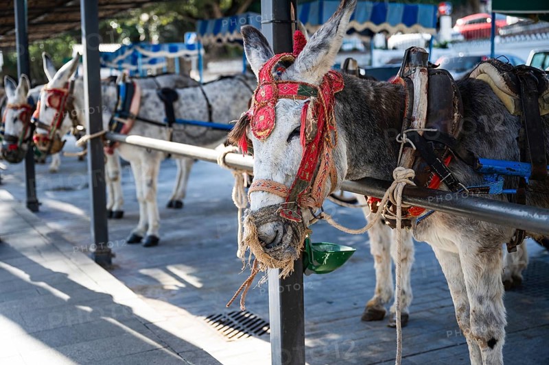 Traditional donkey taxi in Mijas Pueblo, Spain, decorated with colourful harness and resting at a station