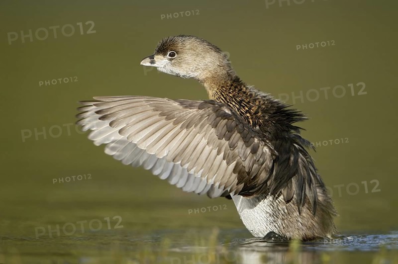 Pied-billed Grebe (Podilymbus podiceps), Texas, USA