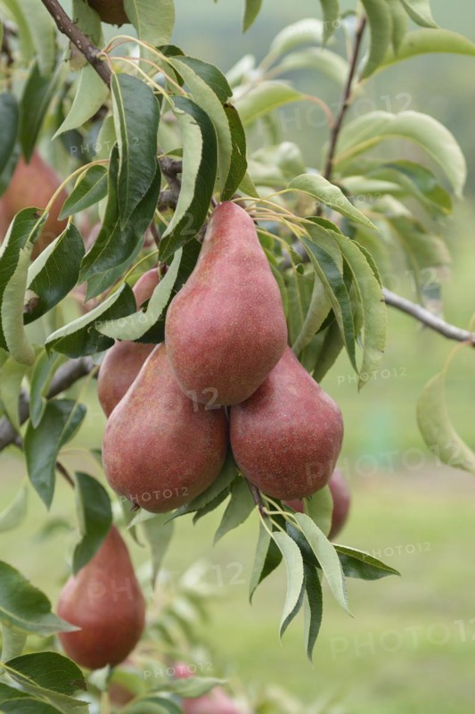 Pear (Pyrus communis 'Karina'),  Veitshöchheim, Bavaria, Germany