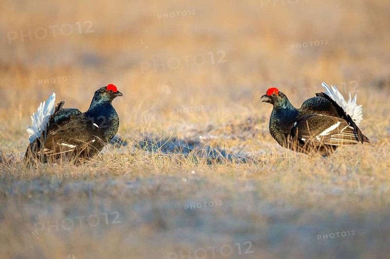 Black grouse (Lyrurus tetrix), black grouse courtship in Sweden, Fågelsjö, Gävleborgs län, Sweden