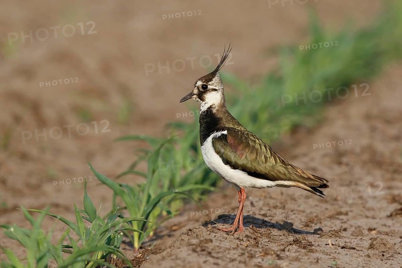 Northern Lapwing (Vanellus vanellus) female on a field, North Rhine-Westphalia, Germany