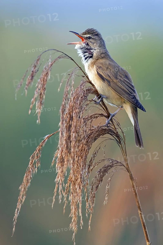 Reed warbler, (Acrocephalus arundinaceus), reedbed perch, biotope, habitat, animals, birds, songbird, reed warbler genus, Lobau, Vienna, Donaustadt, Vienna, Austria