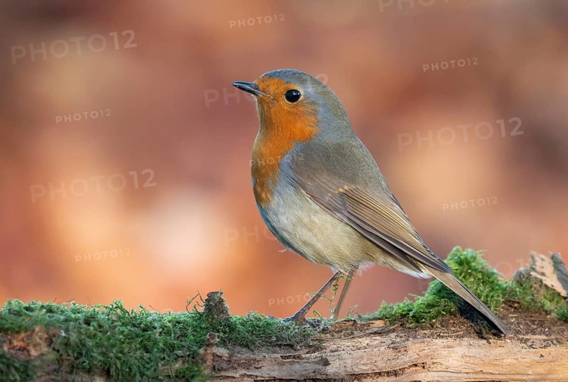 European Robin (Erithacus rubecula) perched on a mossy branch, Lower Saxony, Germany