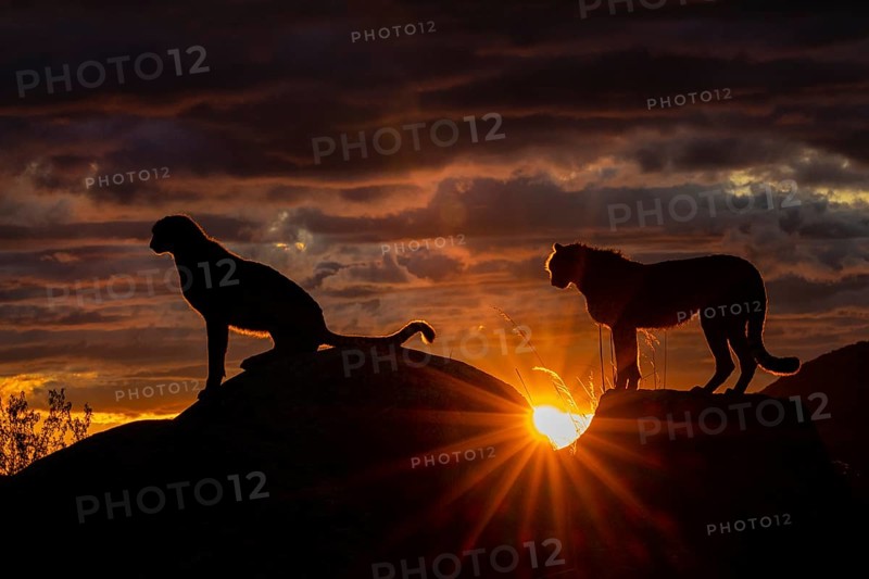 Cheetah (Acinonyx jubatus) silhouette of pair in sunset on rocks, Castile-La Mancha, Spain