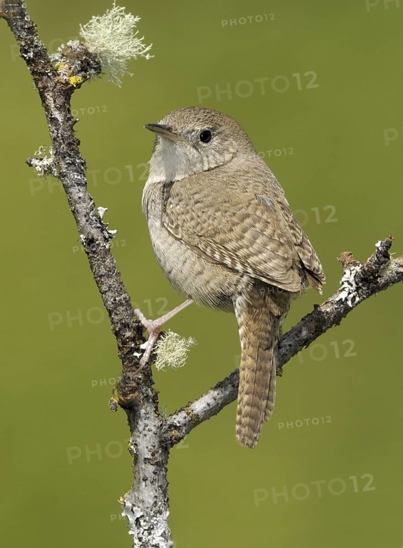 House Wren (Troglodytes aedon), British Columbia, Canada
