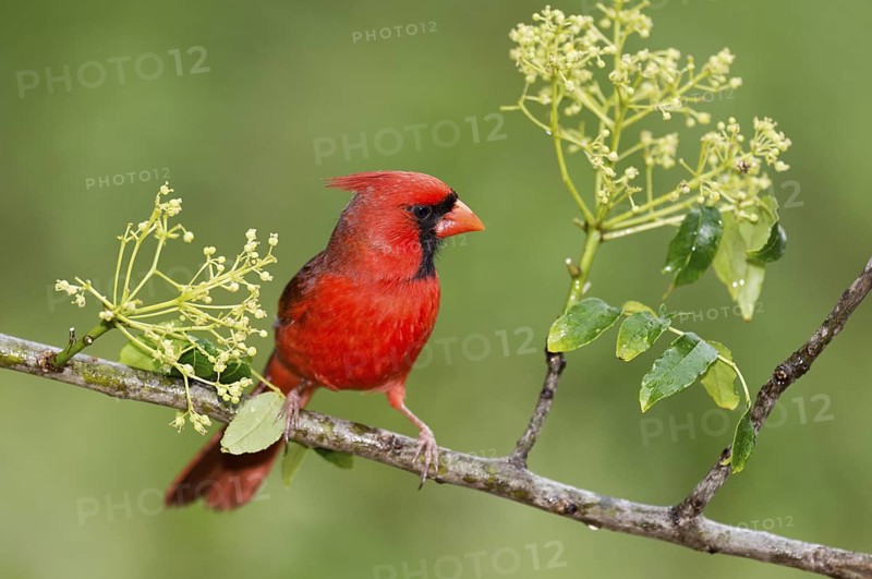 Northern Cardinal (Cardinalis cardinalis) male perched on a twig, Texas, USA