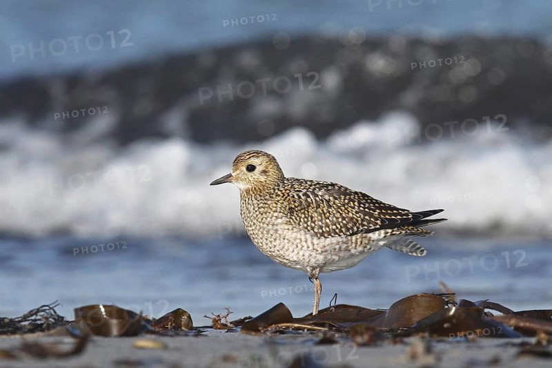European Golden Plover (Pluvialis apricaria), Schleswig-Holstein, Germany