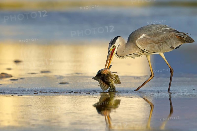 Grey grey heron (Ardea cinerea), foraging, prey, fish, boat trip, Tiszaalpár, Kiskunsági National Park, Bács-Kiskun, Hungary